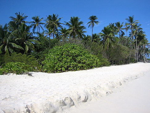 Pflanzen am Strand