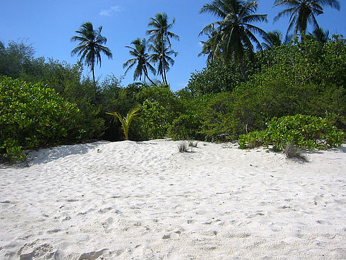 Foto Pflanzen am Strand - 